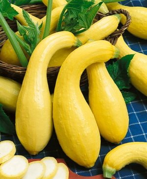 Squash Yellow Crookneck Garden Heirloom Vegetable by Seed Kingdom 30
