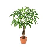 Oasis of Life Pachira Aquatica Plante artificielle de châtaignier porte-bonheur en pot - Feuilles réalistes - Décoration facile d'entretien pour salon, bureau, couloir et bureau - 86 cm