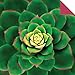 Origami Paper 500 sheets Succulents 6