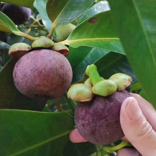Semi di mangostano - esotico raro frutteto per giardinieri da balcone mangostano da frutto nani, resistenti comprare frutto colonnari colonnare 45pcs
