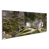 islandburner Bild auf Leinwand Luchs Auf Moosigem Felsen Im 