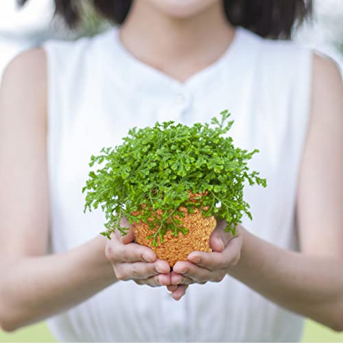 2 Coco | Kit Iniciante Semente Jardim - Pote Turfa Germinação Muda, Vasos Berçário Fibra Coco para P