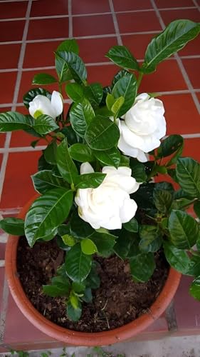 Image of live plants (GANDHRAJ FLOWER PLANT)