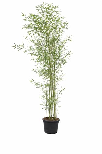 Large Bamboo Plants - Bamboo Phyllostachys Aurea. 175/200cm Tall 18 Litre Pot
