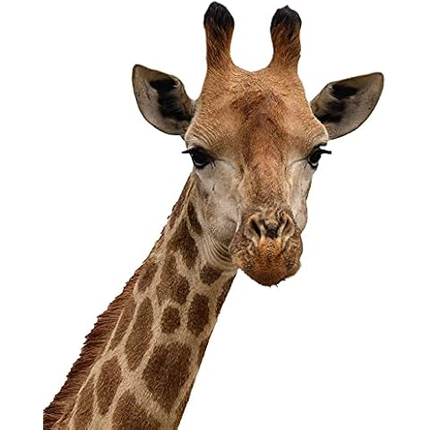 Giraffe Stickers Window Decor Wall Decals - Cute Giraffe Decor Stickers Animal -Wall Stickers for Kids Baby Room Nursery Bedroom Playroom Classroom Wall Decals Cover