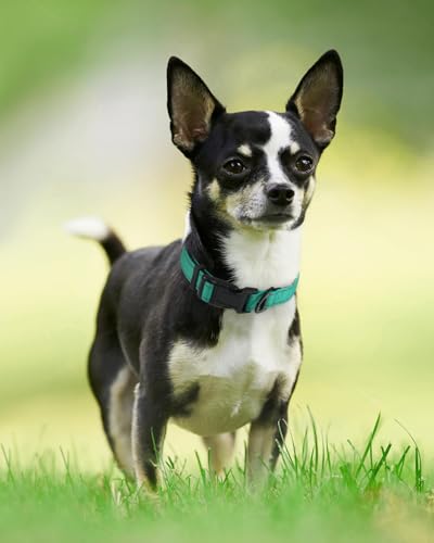 Image of Joytale Reflective Dog Collar, Soft Neoprene Padded, Metal D-Ring, Nylon Pet Collar Adjustable for Puppy and Small Dogs, Teal, XS