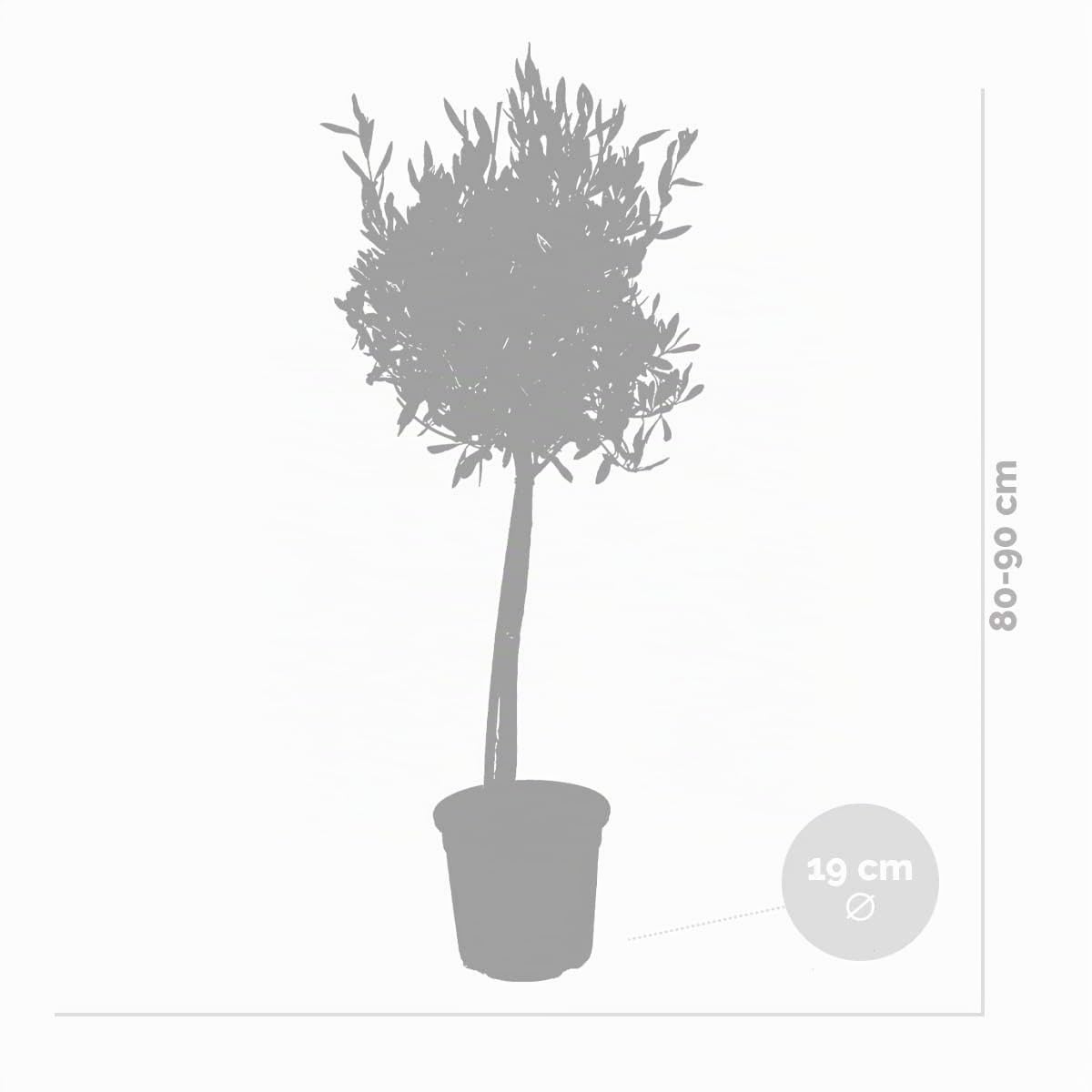 Bloomique - Lot de 2 - Olea Europaea - Olivier sur tige - Plantes de jardin - Résistant au gel - Engrais inclus - Hauteur 80-100 cm - Pot 19 cm