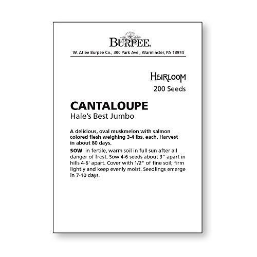 Burpee Hale's Best Jumbo Cantaloupe Melon Seeds 200 Seeds #TOP6