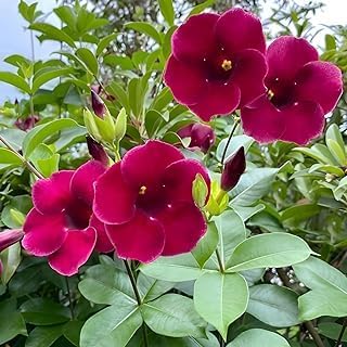 See full amazon price history chart for Very Good Looking Original Variety Allamanda Flower Plant(RED) Allamanda Cathartica Golden Trumpet Allamanda Red Double Golden Creepers Healthy Live Plant For Home Garden(Pack Of-1). Very Good Looking Original Variety Allamanda Flower Plant(RED) Allamanda Cathartica Golden Trumpet Allamanda Red Double Golden Creepers Healthy Live Plant For Home Garden(Pack Of-1). (B0DD1TG462) Amazon Price History, Amazon Price Tracker