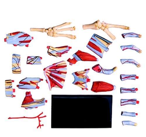 Modèle squelette main humaine 4D AMITD 28 pièces puzzle anatomique éducatif - 2
