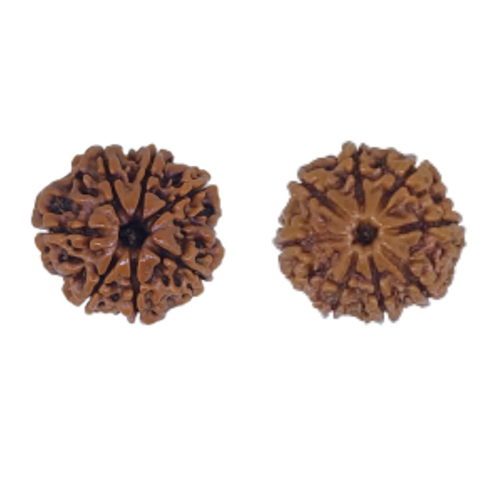 PUSHKARA Natural 7,8 MUKHI Combination RUDRAKSHA Certified - Nepal | Brown | PJTL78M01 - Astrological Benefits - Unisex Pendants - Positive Energy for Men & Women-image-40