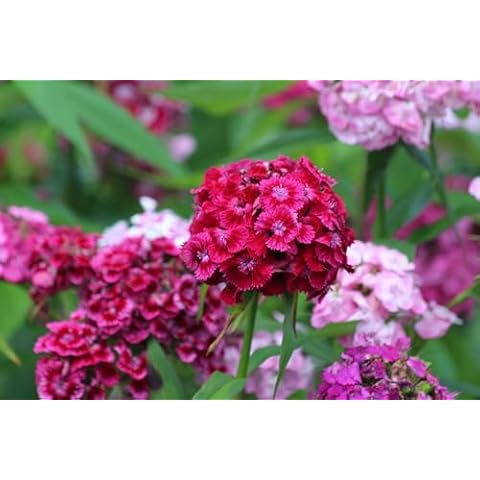 Sweet William Hardy Perennial Flower Seeds Cover