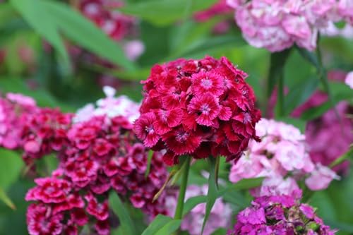 Sweet William, Hardy Perennial Flower Seeds Variety Mixed Pack, 2,000-100,000 Seeds (2000 Seeds, 2g)