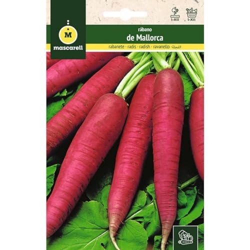 Mascarell Semillas, RÁBANO, Semillas Huerto, RÁBANO DE MALLORCA, Crea tu Propio Huerto Urbano y Cultivo en Casa, Plantas Hortícolas, 10 Gramos