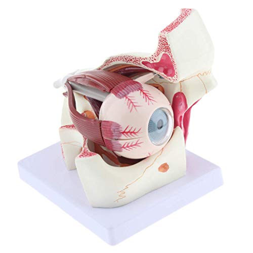 LBYLYH Oeil modèle Anatomique modèle Anatomique Humain de la paupière Ampoule Del, 10 Parties, Zoom 3 Fois
