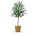 Produktbild Bloomify® Eukalyptus Stamm "Eugenia" | 60 bis 90 cm große winterharte Eukalyptus Pflanze | pflegeleichte, echte Eucalyptus Pflanze für Balkon, Terasse oder Garten | herrlicher Duft
