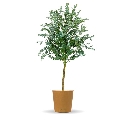 Bloomify® Eukalyptus Stamm "Eugenia" | 60 bis 90 cm große winterharte Eukalyptus Pflanze | pflegeleichte, echte Eucalyptus Pflanze für Balkon, Terasse oder Garten | herrlicher Duft