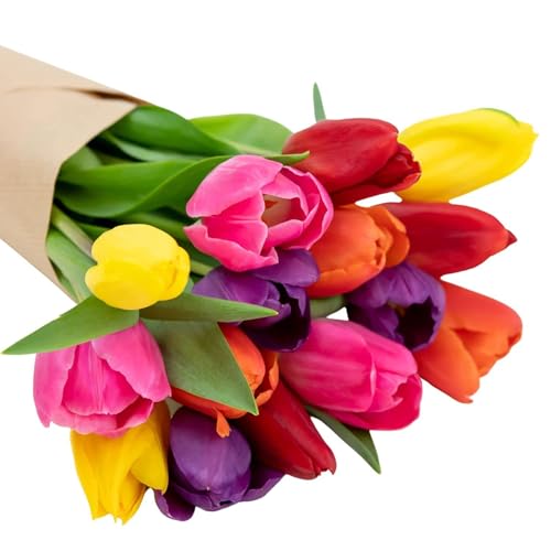 Image of Stargazer Barn 15 Stem Rainbow Tulips Bouquet - Fresh Cut Flower Delivery, Hand-Tied in the USA, Gift for Birthday, Anniversary, Sympathy or Home Decor - Vase Not Included