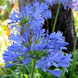 Pinkdose® Tropical Oasis Agapanthus Africanus African Lily Peter Pan flores - 50 semillas