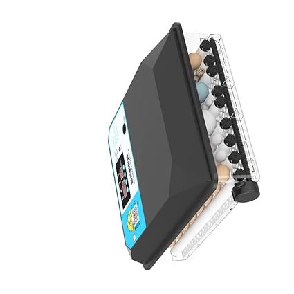 TM&W-New design Hatching Eggs Chicken And All Size Egg good result