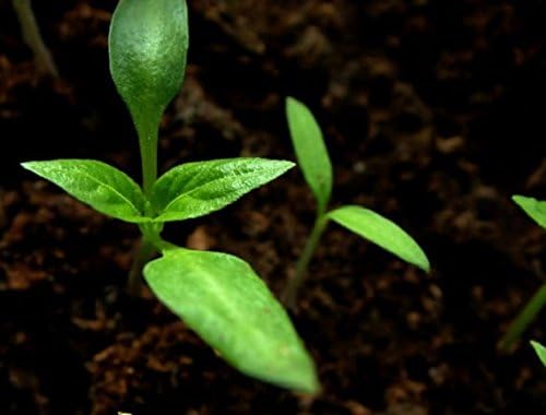 Miniatura 3 de Planta viva auténtico pimiento escocés jamaicano (10 plantas)