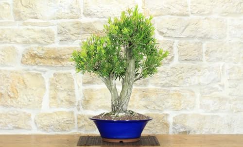 Bonsái Callistemon (30)