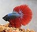 Halfmoon Betta - Male - Live Aquarium Tropical Fish