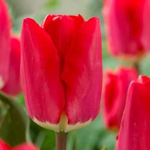 Votaniki Tulip Fostery King Bulbs – Pre-Chilled Since Fall for Faster Blooms | Red & Golden Yellow Flowers for Stunning Spring Gardens | Easy to Grow, Beautiful Perennial (25 Pack)