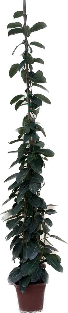 Gelsomino Stephanotis, Gelsomino del Madagascar, Pianta Piramidale H150cm, Fiore bianco Profumato.