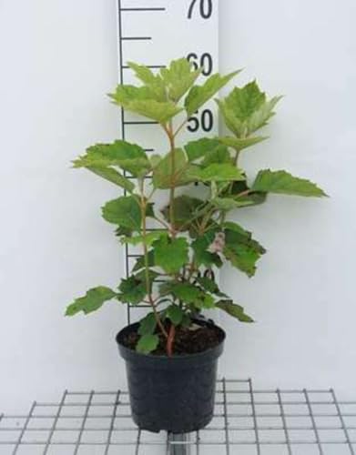 Hydrangea querc. 'Snow Queen'® ('flemygea'®) - Hortensia Ã€ Feuilles De Chêne 30-40 cm en pot