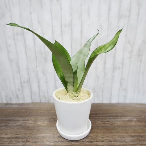 マイナスイオン発生植物『 サンスベリア ・ ムーンシャイン 』
