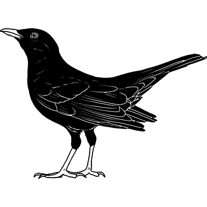 'Blackbird' Rubber Stamp - Unmounted Design for Crafting & Scrapbooking, A8 (RS00043987)