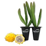 Yellow Dragon Fruit Tree - 2 Live Starter Plants - Selenicereus Megalanthus - Edible Tropical Fruit Plant from Florida