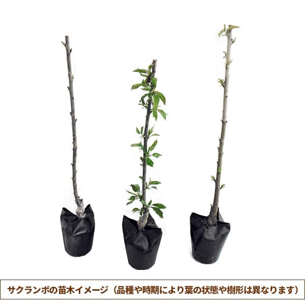 Amazon.co.jp: サクランボ：さおり4～5号ポット接木苗[大実でおいしい