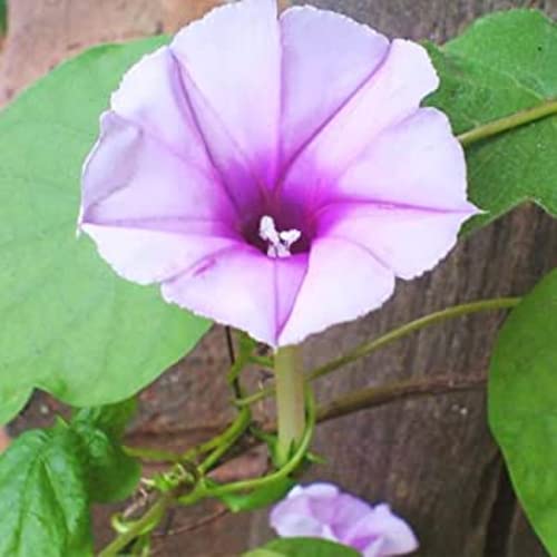 Chuxay Garden Ipomoea Muricata Seed 10 Seeds Ornamental Flowering Plant Lavender Moonvine Beauty Moonflower Wonderful Choice For Garden #TOP16