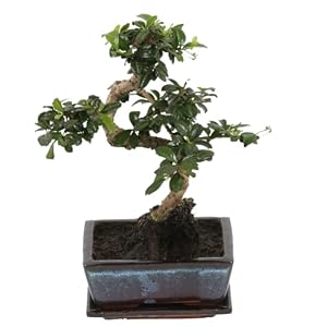 Bonsai van Botanicly – Bonsai Mix – Hoogte: 30 cm – Bonsai Mix