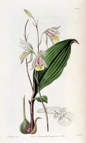 Cuadro Pintura al óleo SERENDIPITP de Bletia gracilis, Decoraciones del Hogar Modernos