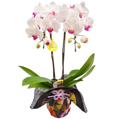 ミディ胡蝶蘭 風呂敷包み 2本立ち 赤リップ色 ユミ 生花 ギフト プレゼント 椎名洋ラン園 胡蝶蘭の育て方付きのサムネイル