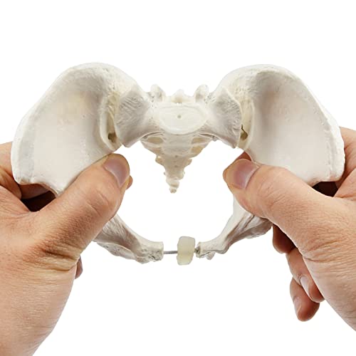 Image of Mini Size Female Pelvis Model, Flexible Anatomy Model, Hip Bone Pelvic Anatomical Model for Science Education Midwife, 15x13x7cm