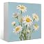 02-Daisy 01(burlywood)