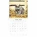 British Shorthair Cats 2026 Square Wall Calendar