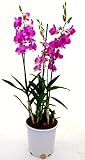 dendrobium nobile substrato Per ogni pianta in più (oltre a quella acquistata) le spese di trasporto aggiuntive sono di SOLI 2 EURO