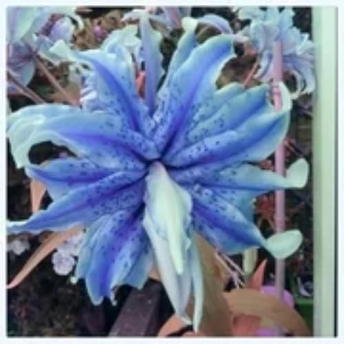 Lilium Candidum bulbi,Profumato,piante erbacee perenni,Giglio bulbi,Perfetto per le vacanze,Da piantare in giardino,lilium bulbi giganti(Steli grandi,senza semi,non artificiali)-4bulbi-D