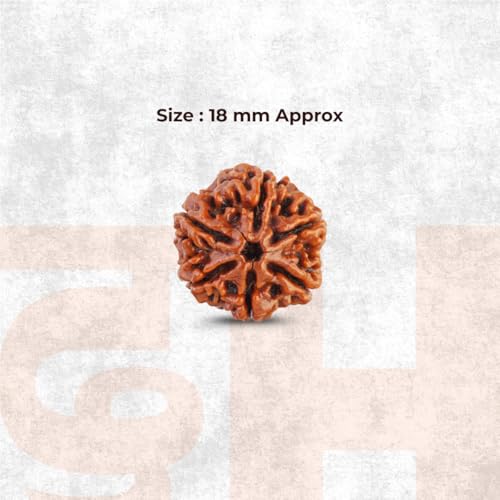 Image of Divine Hindu Original 6 Mukhi (Six Face) Indonesia Rudraksha | Chhe Mukhi Rudraksh Bead for Meditation, Protection & Spiritual Growth | Natural Rudraksha for Men & Women | Prayer Bead for Success