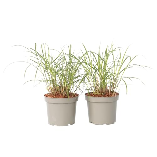Plant in a Box - Miscanthus sinensis 'Red Chief' - Erba ornamentale - Set di 2 - Vaso 23cm - Altezza 40-60cm