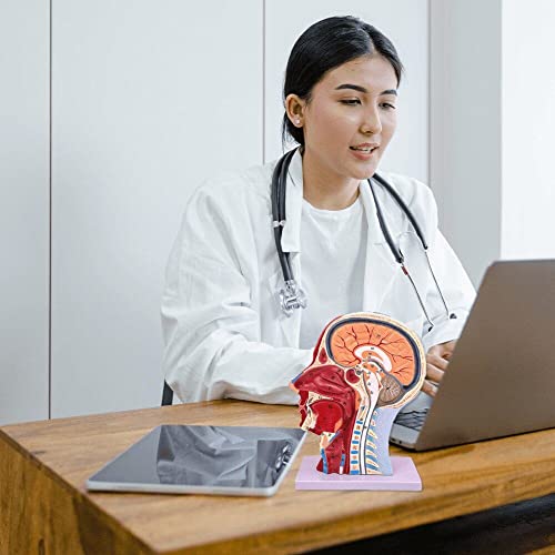 Modèle de cou de tête humaine pour comprendre l'anatomie de surface