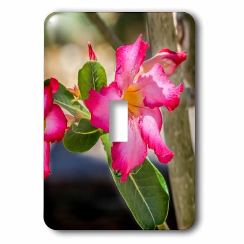 3dRose Pink desert roses bloom, Desert Botanical Garden,... - Light Switch Covers (lsp-380751-1)