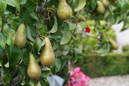 Common Pear Tree Seeds, 30 Seeds Per Packet, Isla's Garden Seeds, Non GMO & Heirloom Seeds, Pyrus Communis, Great Home Garden Gift, Fruit Producing Tree