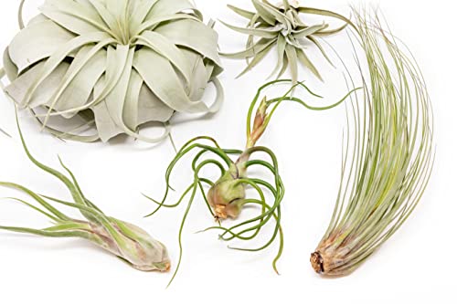 10 Pack Of Large Tillandsia Air Plants - Xerographica, Juncea, Bulbosa, Caput Medusae & Harrisii- Live Succulent House Plants Availabe In Wholesale And Bulk- Home And Garden Decor - Easy Care Indoor And Outdoor Plants #TOP2