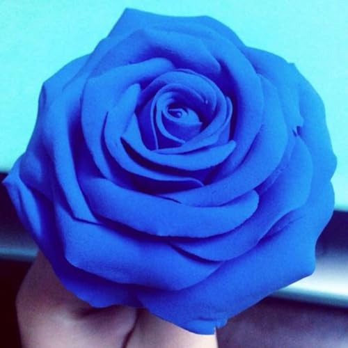 Image of BOHS Blue Modeling Foam Clay - 1.1 Lbs, Squishy,Soft, Air Dry -for Flower Mirror,Cosplay,Fake Bake, Slime Supplies-500g (Pack of 3)